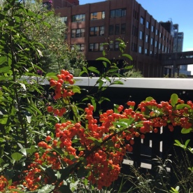 The High Line; Photo Credit: Celine Elliott